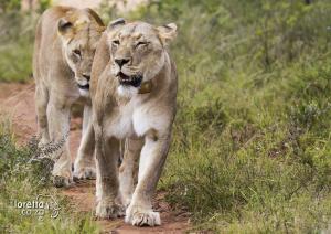 201411-Garden Route-Addo-7D- MG 2519