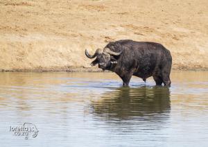 201503-Garden Route-Addo-7D- MG 3623