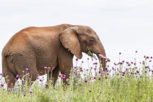 201511-Garden Route-Addo- MG 6572r