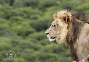 201511-Garden Route-Addo- MG 6599