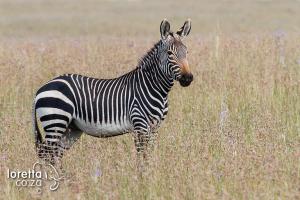 The iconic mountain zebra