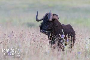 Eating wildebees