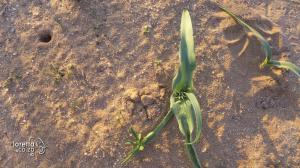 202003-Kgalagadi-P1220874