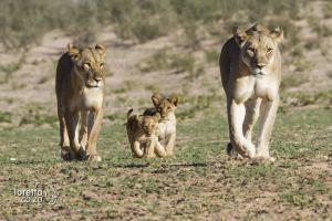 202003-Kgalagadi- MG 6415