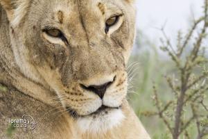 202003-Kgalagadi- MG 8014