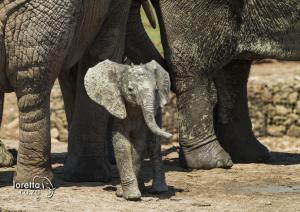 Addo1-001- MG 0962