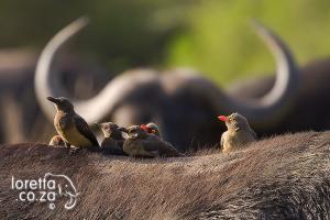 Oxpeckers on Buffalo