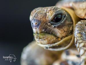 Beady eyes