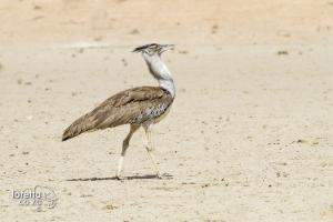 Kori Bustard